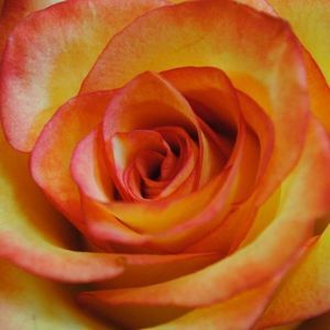 Meet your Posher, Jillian